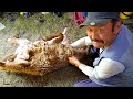 Mongolian BBQ "Khorkhog" - FULL SHEEP Nomadic Barbecue in Mongolia | BEST Mongolian Food!!