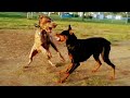 Doberman Wants Revenge After Getting Knocked Down At Dog Park