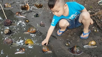 Trò Chơi Đi Bắt Ốc ❤ ChiChi ToysReview TV ❤ Đồ Chơi Song