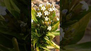 Inflorescence Of Harmal Plant Rhazya Stricta