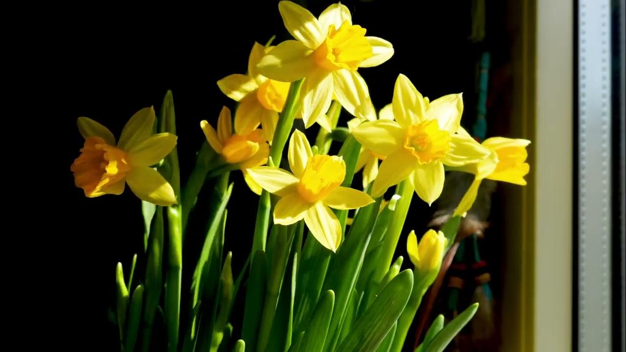 Narcissus jonquilla (Jonquils, Daffodils) Growth Fine Lapse YouTube