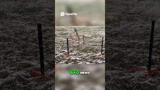 🤔 Over or Under? The Fence Line Challenge! 🤔