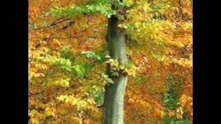 I'm Going On A Bear Hunt.