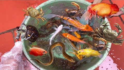 Tìm kiếm cá molly bong bóng , cá beta , cá bảy màu, cá tra chanh , cua quái vật ,cá mỏ vịt , rùa