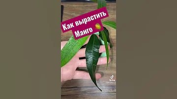 Как вырастить манго 🥭 у себя дома! Видео с результатом 🪴