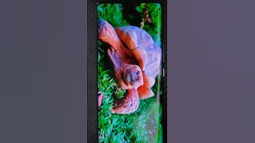 Lava Agni 2 5G Update Bugs Fixed unboxing review