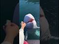 世界に3匹しか居ない幻の白クジラにエサやりだぜぃ🐳🐳✨ #和歌山