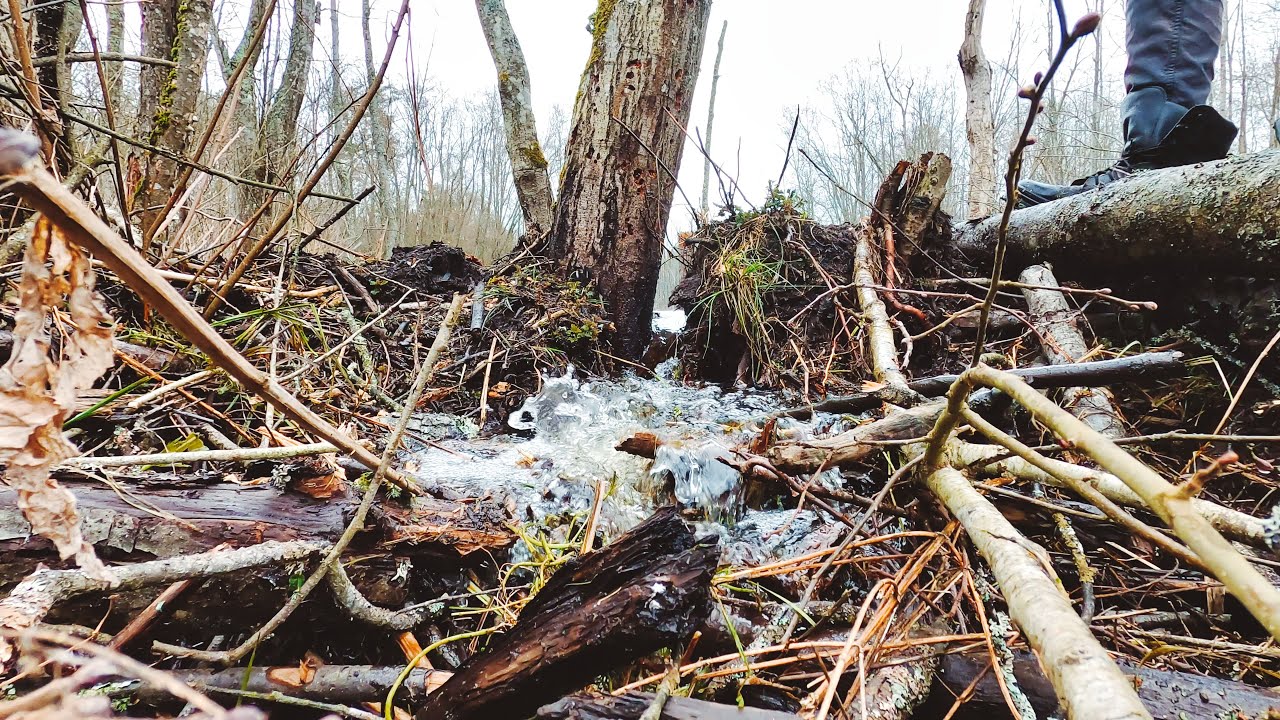 сломанная плотина бобра. плотина бобров. плотина бобров. бобры хатка. хатки бобров на ручье.