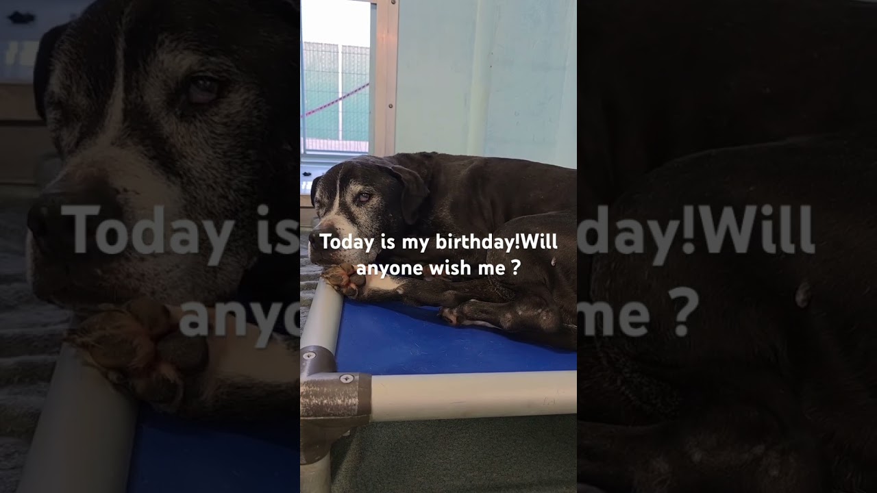 Today is Henry’s fourteenth birthday,one of our senior dogs kindly wish him good for his day