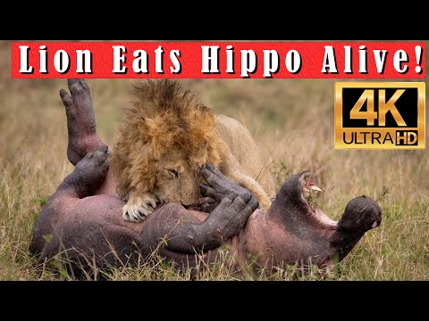 Male Lion Hunts and Kills Hippo During the Great Migration in the Mara, Africa in 4k