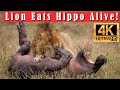 Male Lion Hunts and Kills Hippo During the Great Migration in the Mara, Africa in 4k