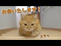 愛猫も飼い主も嬉しい家づくり！ずっと側で見守ってくれる短足猫が可愛すぎる！