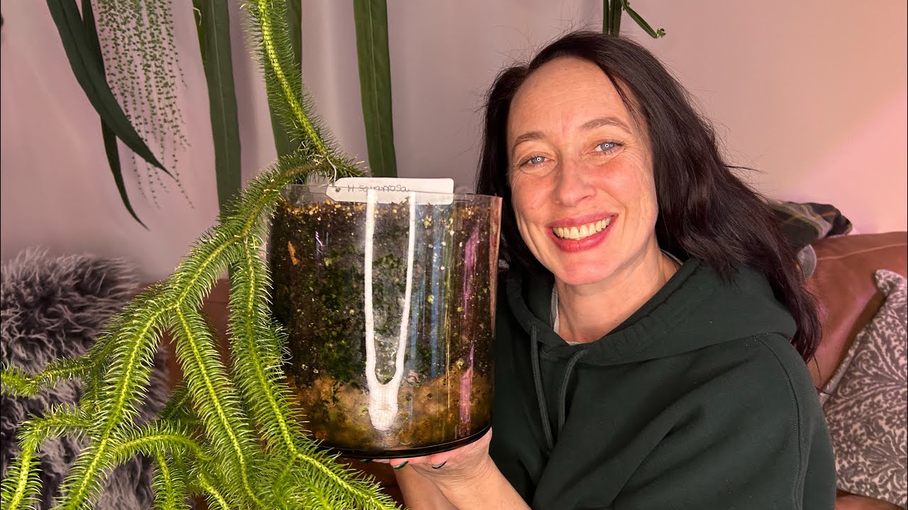 Meet Me & My Rare Huperzia Plants 🌿 | Plant Collector Intro + Tetrasticha, Fiji, Squarrosa & More!