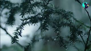 Rhythmic Rainstorm | ASMR for Studying, Focus, and Productivity