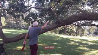 Dog climbs and falls off of a  tree