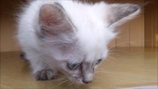 Котенок кошечка окрас белый Красноярск Котенок кошечка окрас белый Красноярск