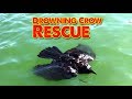 Drowning crow rescue  crow raven rook we save their life