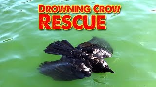Drowning Crow Rescue  Crow? Raven? Rook? We save their life!