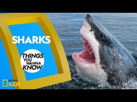 Video: Shark species, names, features and interesting facts