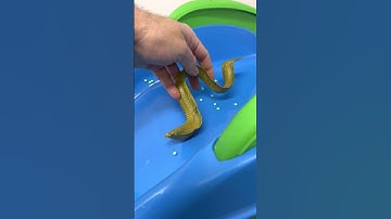 Thumbnail of Eel Toy Slide Adventure!  #shorts
