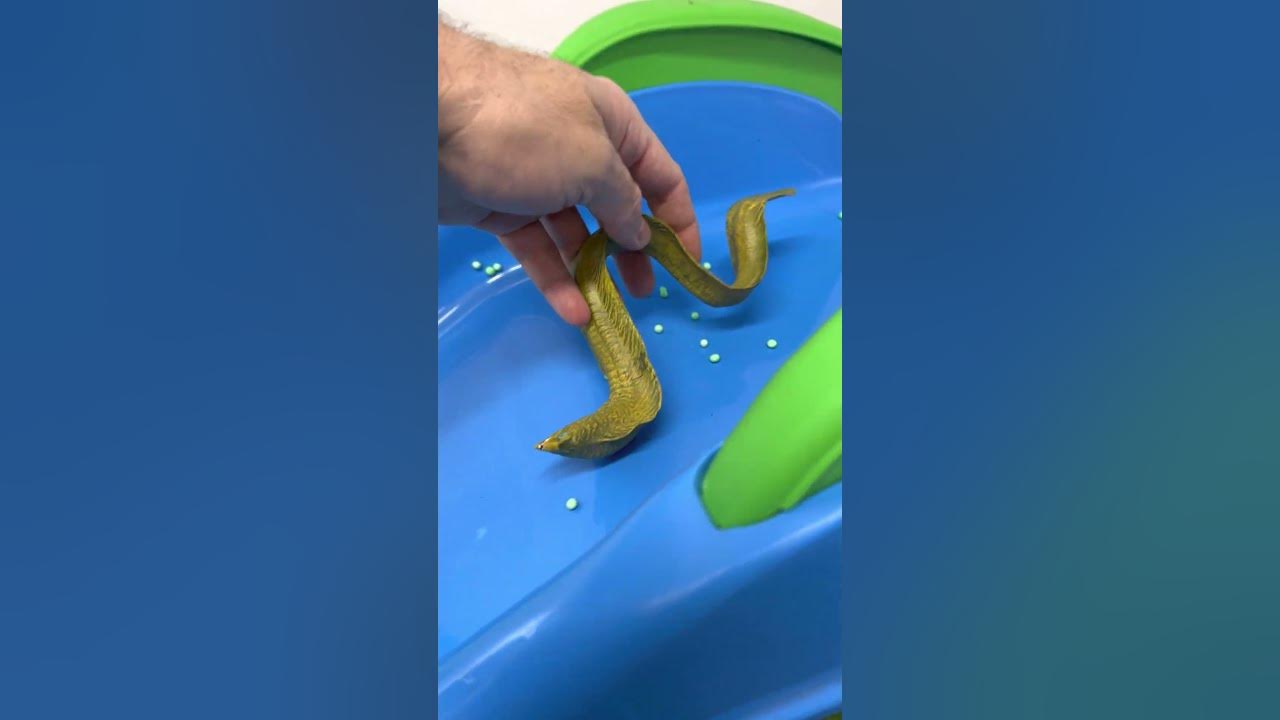 Eel Toy Slide Adventure!  #shorts