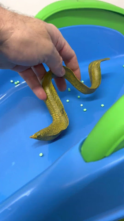 Eel Toy Slide Adventure!  #shorts