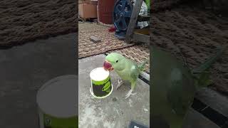 amazing parrot 🦜🦜  #viral #shorts #funny #comedy #Amazing #trending #food #travel #parrot