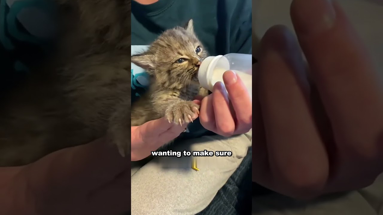 Lynx kitten finds new home after chance encounter 