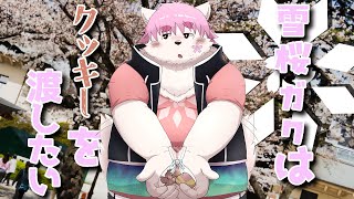 【８００人記念！！！】雪桜ガクはクッキーを渡したい！！！【シチュエーション凸待ち】