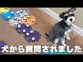 この聞き方 本当に犬でしょうか⁈【しゃべる犬】