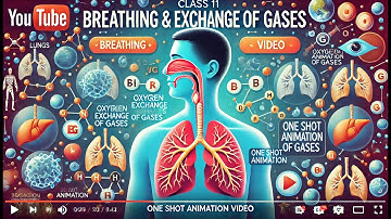 CBSE Class 11 || Biology || Breathing and exchange of gases || Animation || in English
