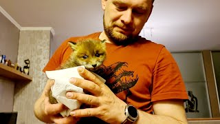 Little Fox Sushechka from Delivery. A bit of news about the little dehydrated fox