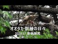 オオタカ幼鳥　訓練の日々　2020.07　新宿御苑　4K