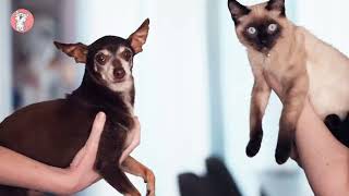 Need To know Balinese Javanese Cats Breed Size Colour | Cute & Spunky Cats by Cute & Spunky Cats 130 views 1 year ago 58 seconds