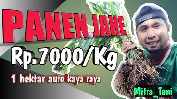 Panen Jahe Jagong Jeget Aceh Tengah Gayo- erwin_dianto