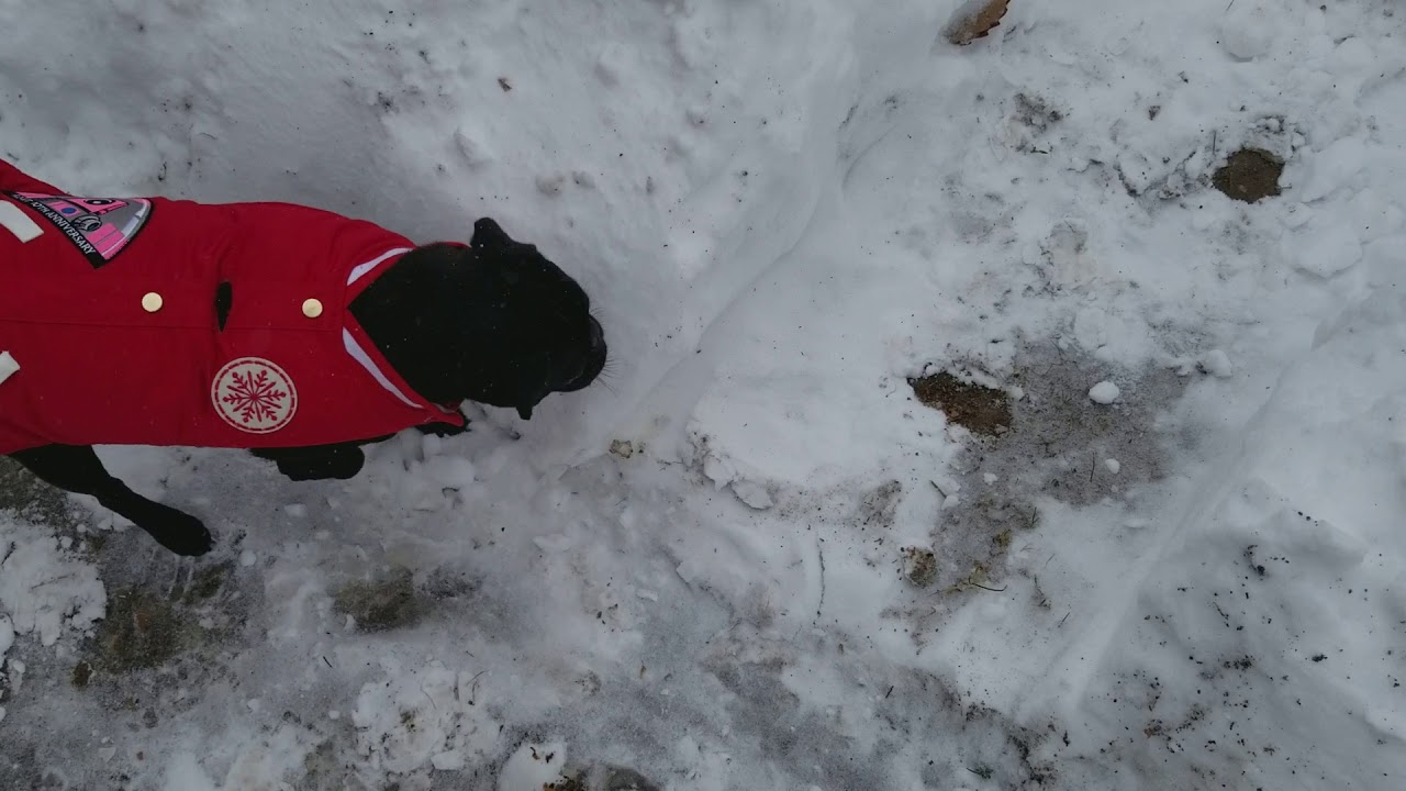 Black Pug (Chief) experiencing Virginia snow for the first time - 2018-01-04