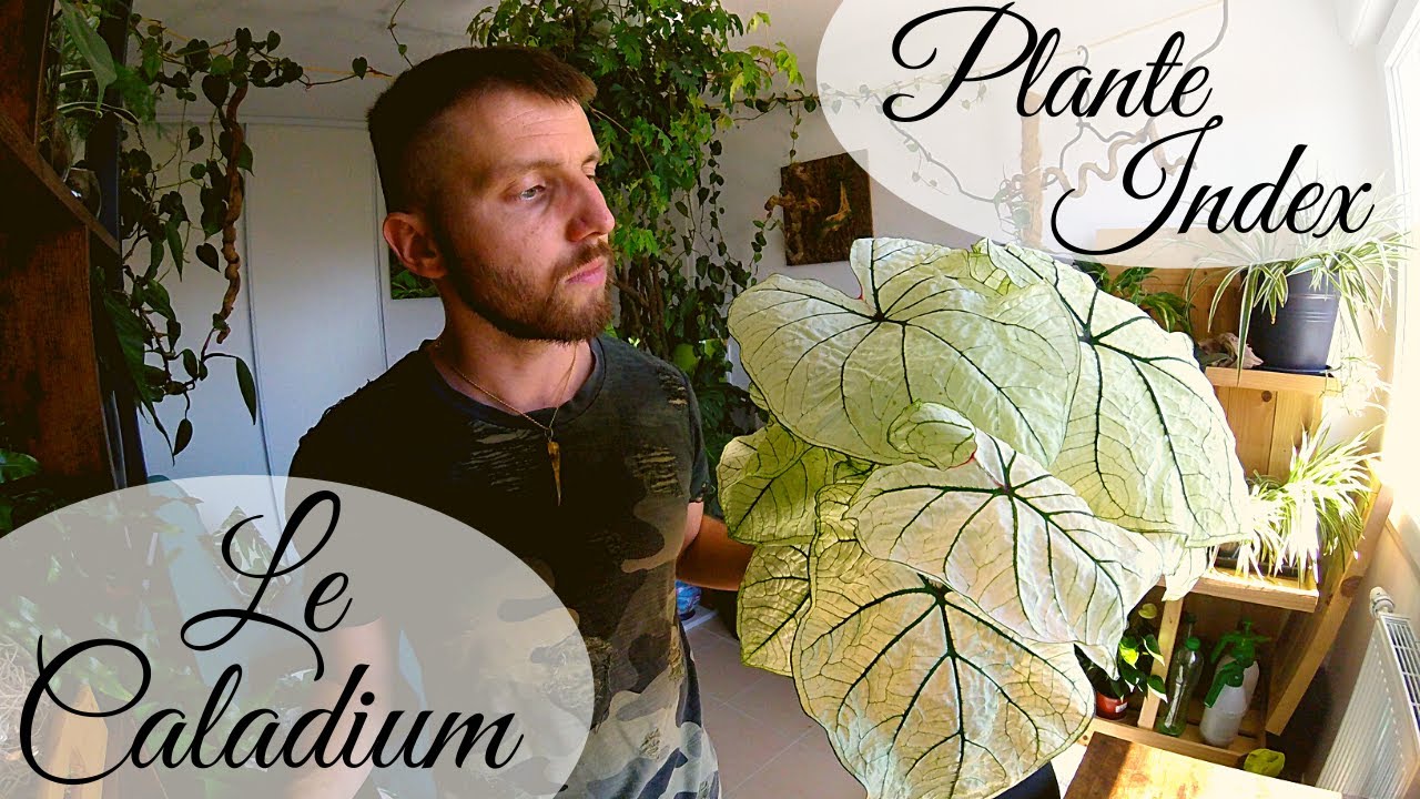 CALADIUM, Comment l'Entretenir et le Cultiver, Plante Index