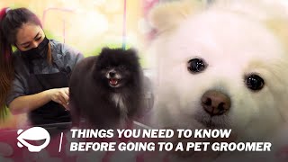 Things you NEED to know before going to a pet groomer