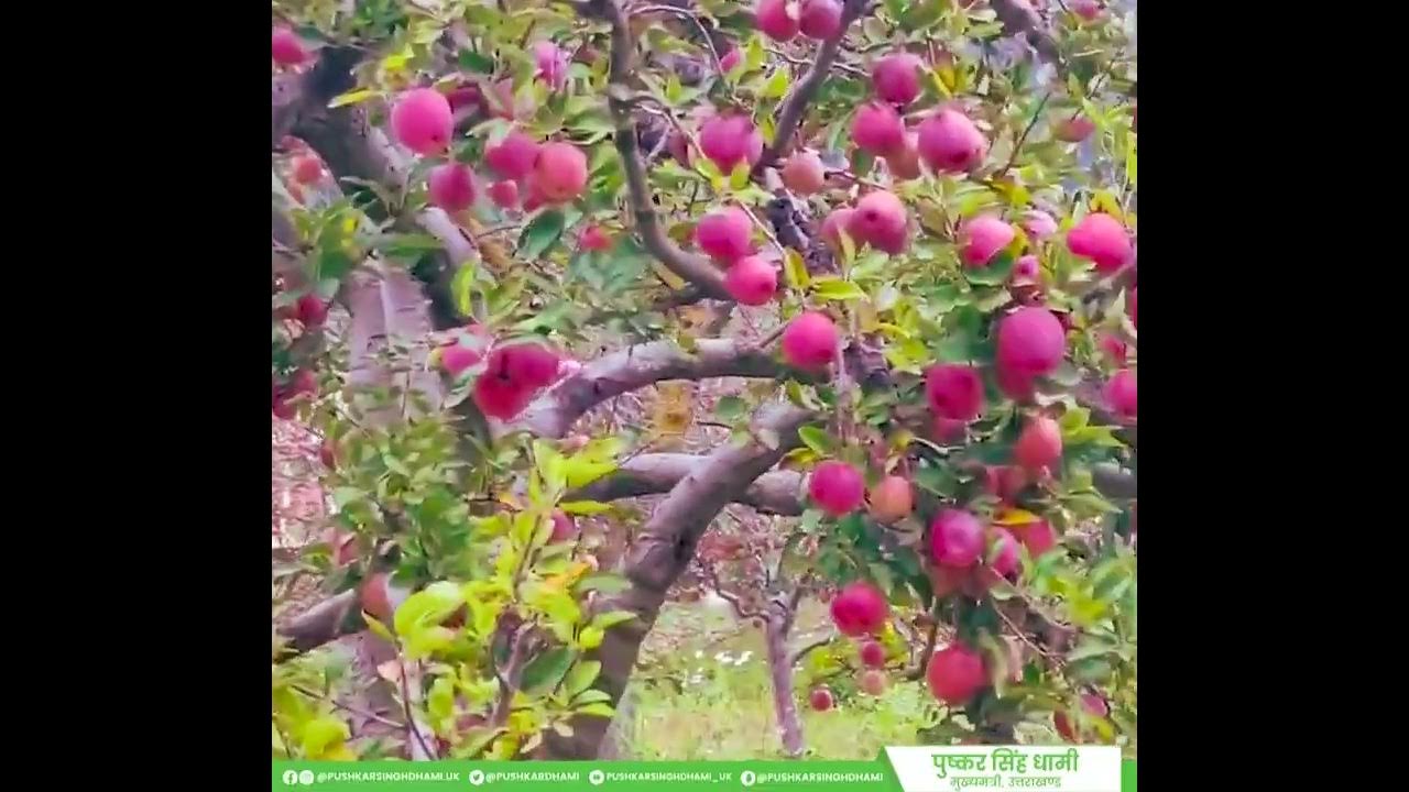 Harshil Apple garden Apple Garden in Harsil Uttarakhand Harsil Valley