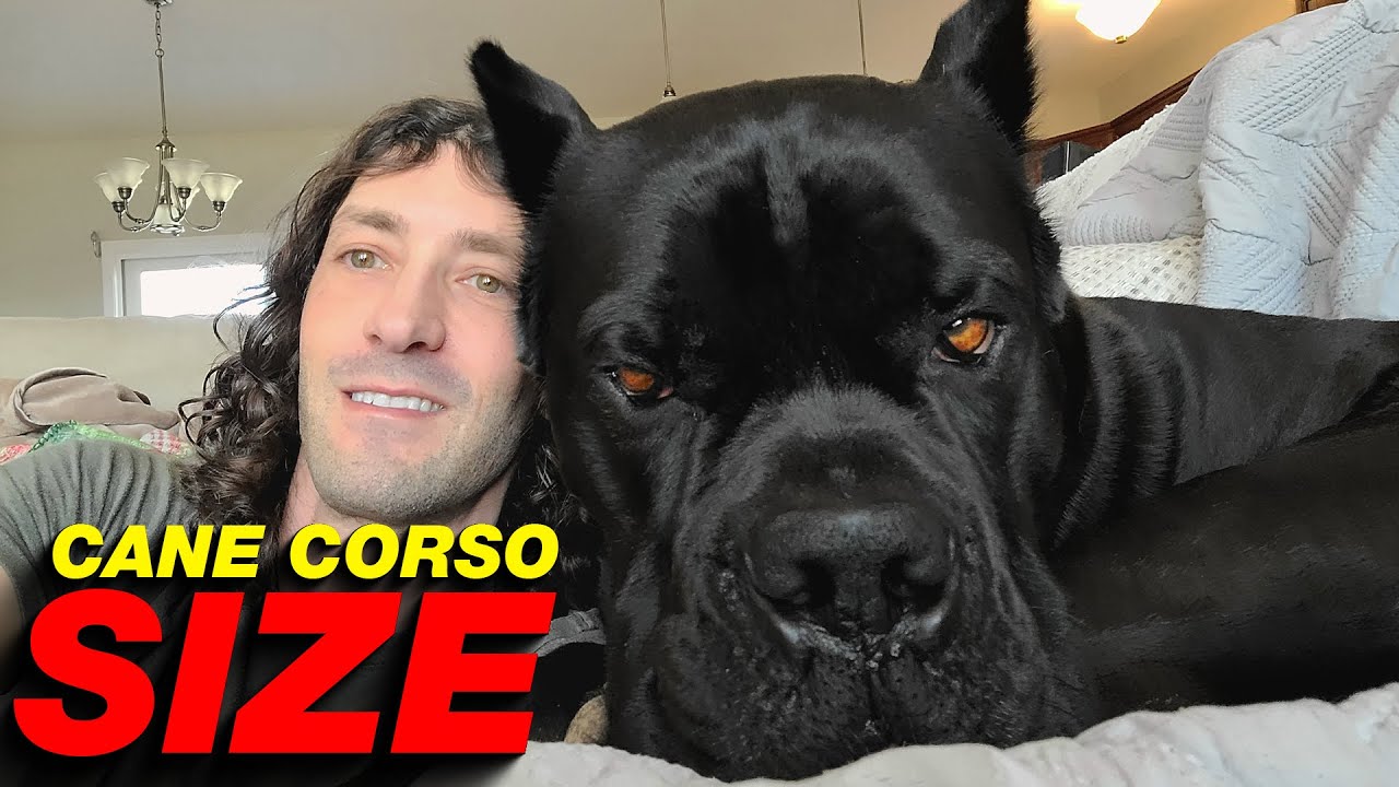 Cane Corso Size 150+lbs - Weight 