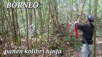 MIKAT KONIN DAPAT BANYAK II DI MUSIM HUJAN
