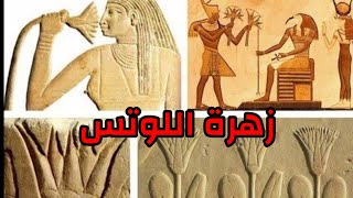 زهره اللوتس ( زهره النور ) وقدسيتها عند الفراعنه ولما كان الفراعنه يصورون انفسهم يستنشقونها