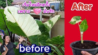 บอนกระดาดด่าง Alocasia ใครไม่ปลูกเราปลูกใจมันรัก : หลงไม้ใบ EP.370