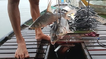 Đối Đầu Với Cơn Mưa Lớn & Trúng Mẻ Cá To () face heavy rains and catch big fish