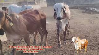 NEW ADD | RAM &amp; LAKHAN | FUTURE BREEDING FULL| FATHER ARYA | ARYAMAN GIR 9913191340 | FARMING LEADER