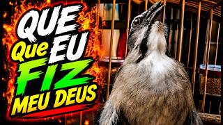 QUE Que EU FIZ MEU DEUS!  Trinca Ferro Cantando Sem Parar 🔥 ESQUENTAR TRINCA FERRO 🐦