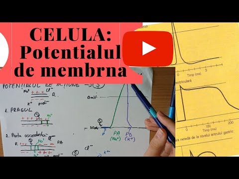 Video: Diferența Dintre Potențialul De Membrană și Potențialul De Echilibru