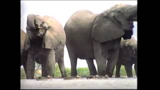 The Waterhole (African Wildlife full documentary)