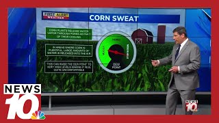 Why cornfields can make summers feel more humid