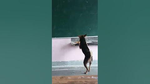 Dog taking proxy class